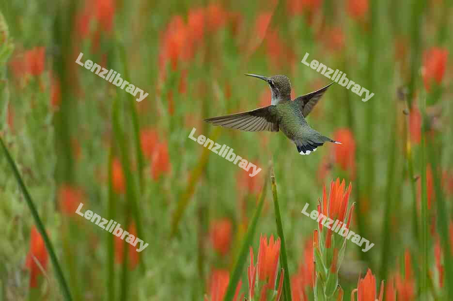 Hummingbird flying